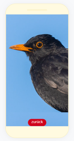 Amsel-Seite in der App: großes Amsel-Foto mit rotem Zurück-Button unten in der Mitte
