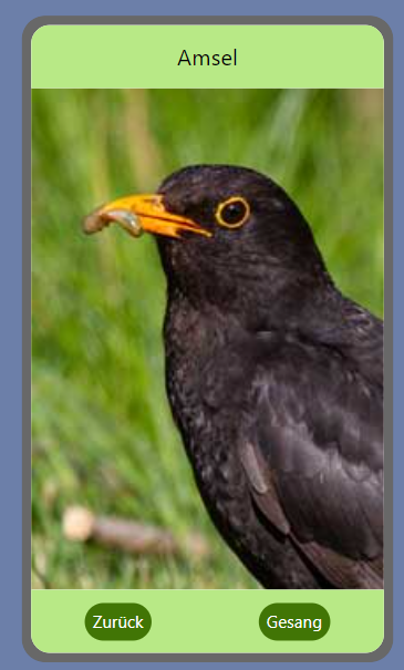 Vogelartseite Amsel: Label mit Name oben, großes Vogelfoto in der Mitte, Zurück- und Gesang-Button unten